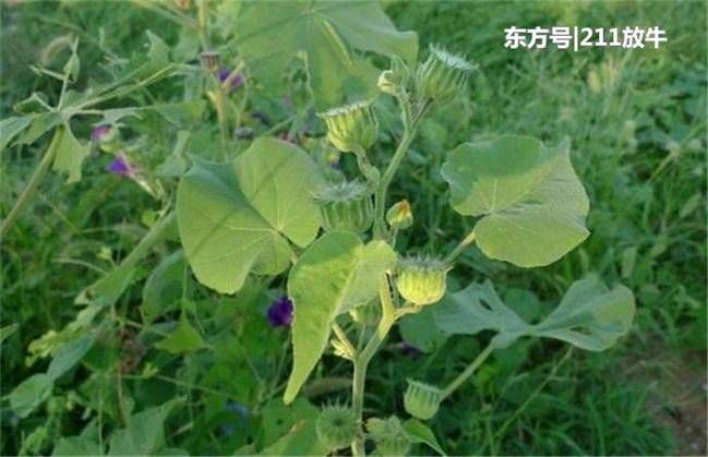 人称“车轮草”，过去农村很常见，如今一斤10元，有人大量种植