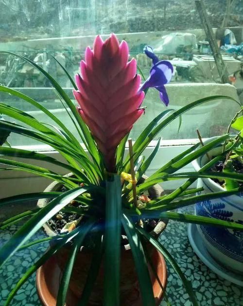 假花■3种花真耐看,一开就是3个月,别以为是“假花”给拔了!