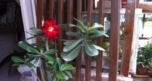  『种植物』这“7种花”，开花艳丽还好养，放着不管都能活，超级容易！
