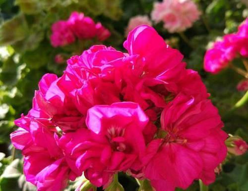  『季花』盆栽花卉，我只养“这3种”，放在小阳台，一年365天轮着开，特美