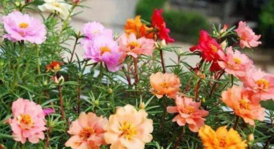  「养起来」现在就养4种花，越热开花越旺，花朵又大又艳，养起来还省心！