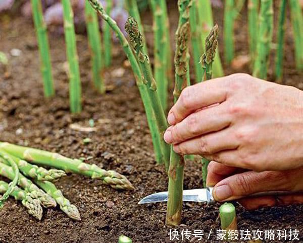  「市场中」农村懒人菜，种一次可收获10年，5元每斤亩收益上万不