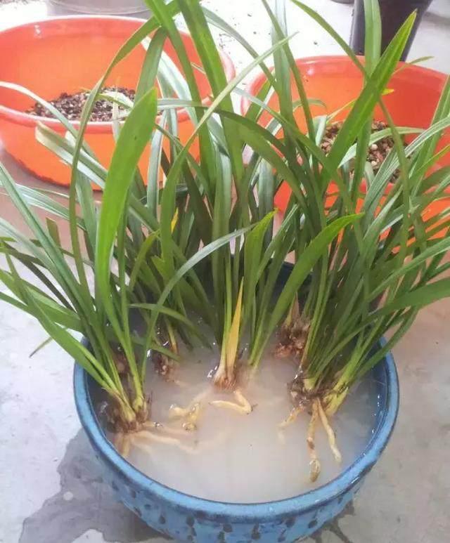 『烂根』养兰花,必备的“多菌灵”,到底应该怎么用?