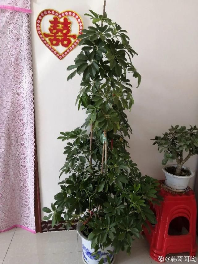  『水泥花盆』客厅养盆镇宅花，除异味、保家宅，越养家越旺！