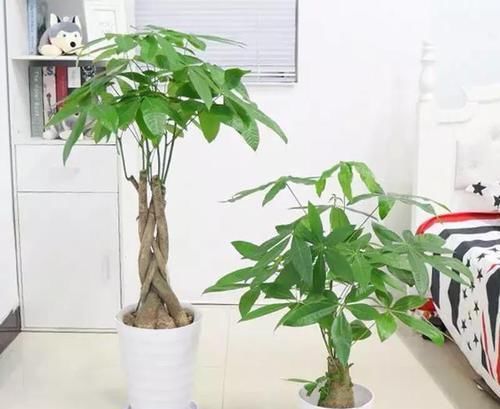  [富贵]家养5种树，富贵安康，招财旺运