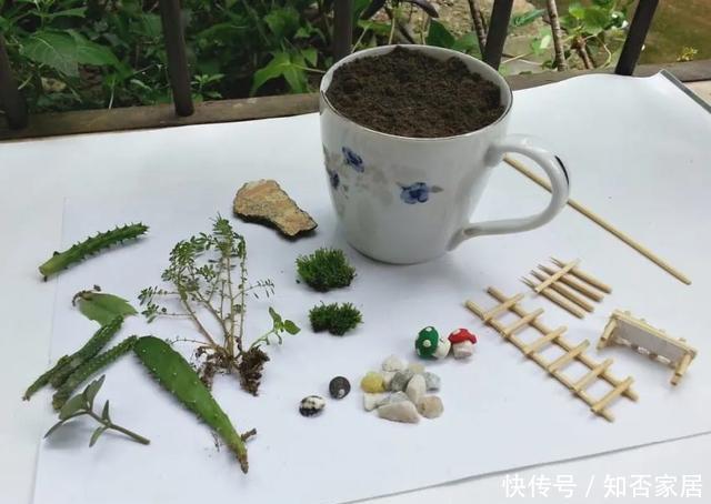 「装饰」在茶杯里建花园,美到惊艳!31万网友疯狂点赞