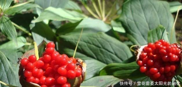 农村最贵的农作物，一斤卖1000，但是越贵农民却越不敢种！