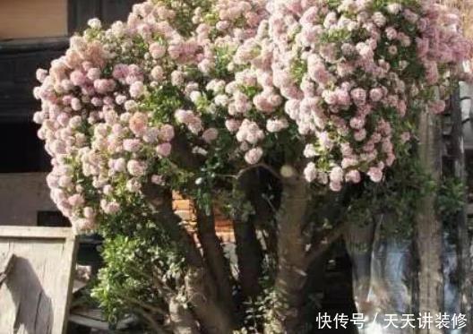 『土豪』土豪才能养得起的4种花,个个价值惊人,你家能养得起么?