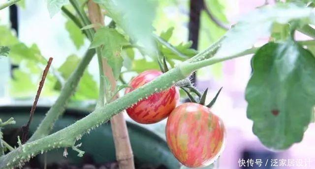 不生虫|给花草吃点这个,一年不生虫,不用施肥也长得又绿又壮