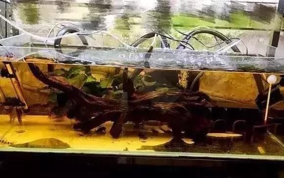 #鱼缸#“养鱼狂魔”家有20个鱼缸,让我们看看都养了什么鱼?膜拜大神吧
