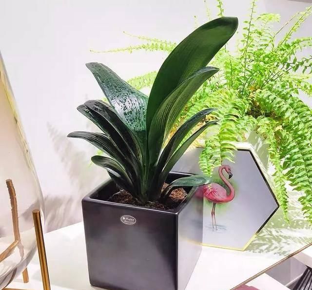  适合：这五种植物耐旱又耐阴，家里没阳光也能长得好，适合工作忙的人