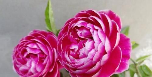  漂亮：李小姐在小院养“1种花”，花期长达300天，“奇特”漂亮人人夸