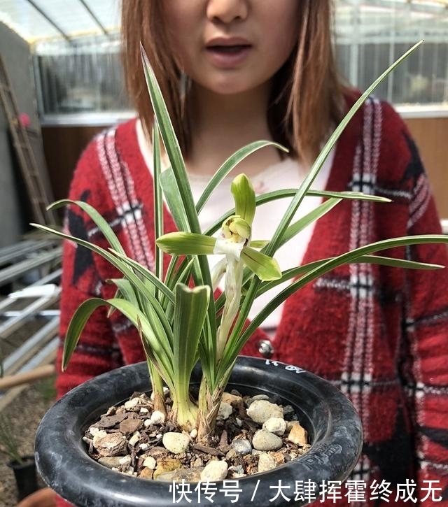 『要施肥』兰花春天分苗或者换盆后,换的新植料,多久可施肥?