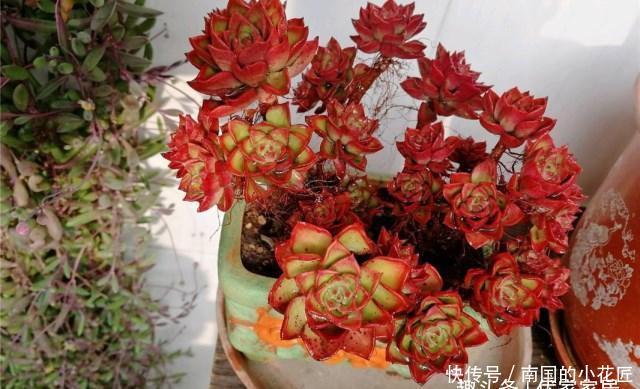  『灵性』没有“虐”不红的蒂亚，只有被淹死的多肉！