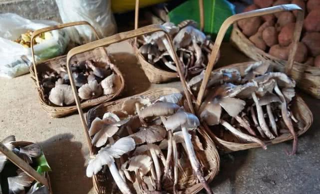 7种来自农村的“野味”，城里人压根就没见过，更别提吃过几种