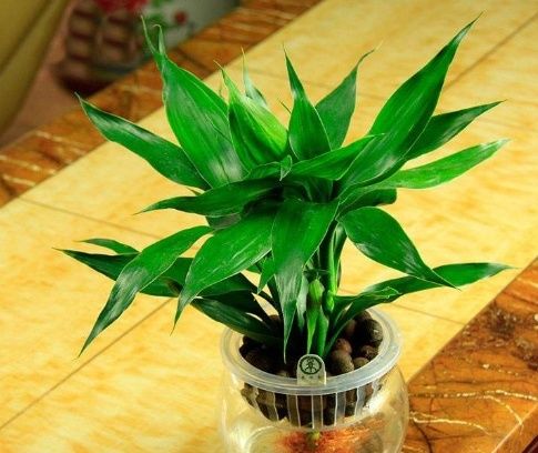  【适合】3种适合水培的植物，好养易活颜值高，给点水就能“噌噌”往上长！