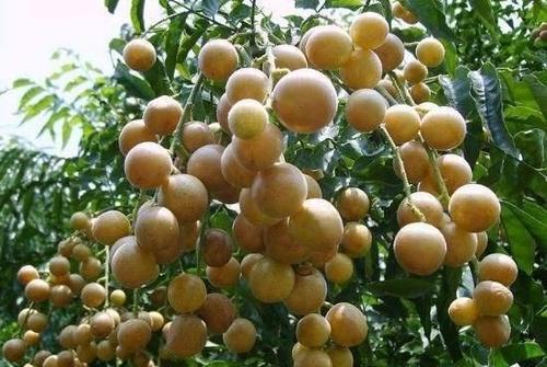 农村里的“野果”，很多城里人叫不全名字，全吃过才算“农村娃”