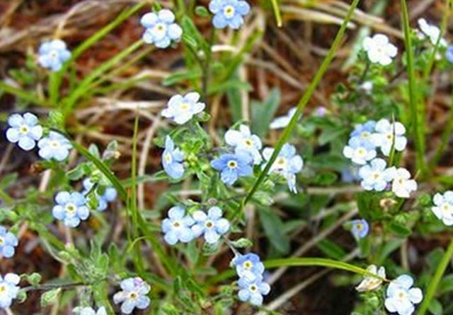  『盆栽』3种花本是湿地植物，现在也可以盆栽种植，水浇多了也不会死