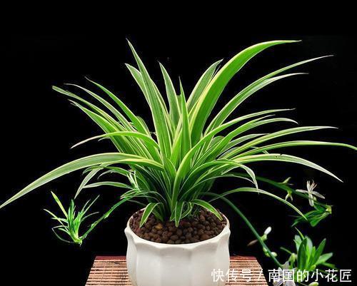 『家里』家里什么植物都可以不养,唯独这4种花万万要摆放上,后悔才察觉