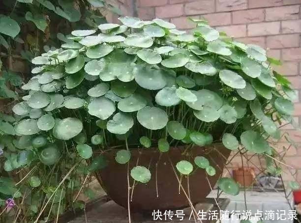  『随便』家里2种花，不要随便养，都是“入侵草”，一旦落地，没地方插脚