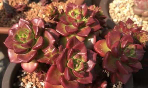 「理腐败」多肉植物底部叶子干瘪枯萎怎么办