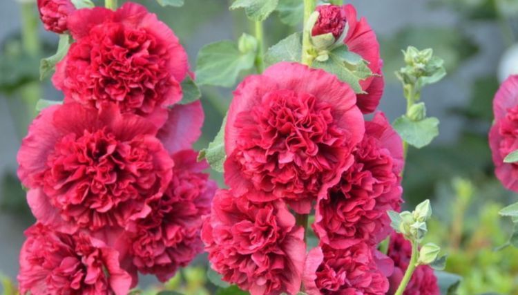  「能开成」“这种花”太牛了，1枝花茎开出50朵花，有太阳就能开成花海！