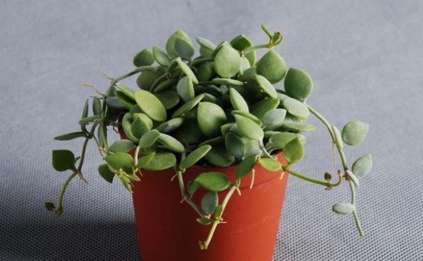  【名字】这种植物特别像钱币，名字也很好听！
