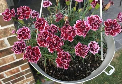  「花芽分化」石竹花养护技巧，放在阳台上，花芽分化极强，开满盆很轻松