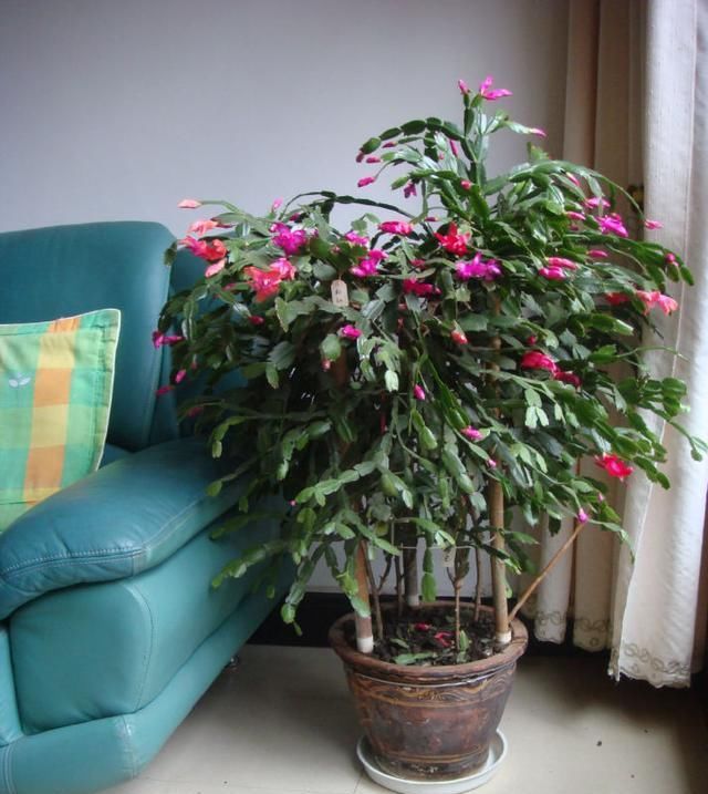  『发财树掉叶』蟹爪兰掉苞、长寿花不开花、发财树黄叶，不管理就“死”给你看！