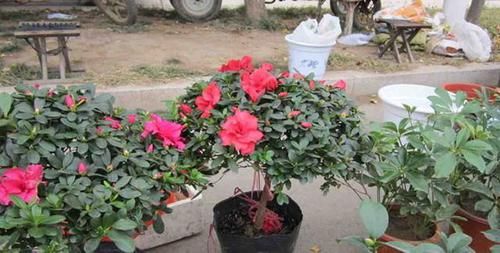  [空气湿度]杜鹃花养不好？遵循3妙招！通点风吃点“药”，湿身最重要