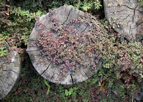  『株型』农田边，“1种野草”株型小，被称为“千根草”，加工后变值钱！