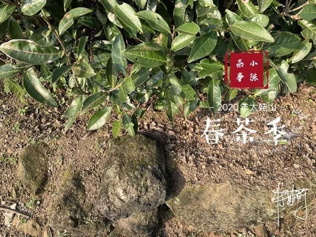  【S师傅】2020春茶笔记第八篇，从2016到2020年，看茶山茶农们的笑脸变化