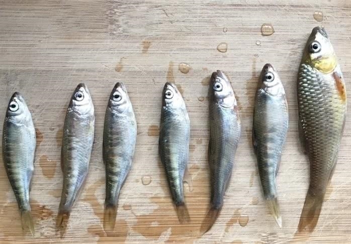 『名贵』瀑布溪流探钓,野钓名贵溪水石斑鱼,钓获60多条马口鱼和石斑鱼