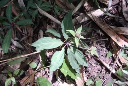  「观赏价值」山上游玩，多留意1种“野草”，价值高，1斤就卖“400元”，珍贵