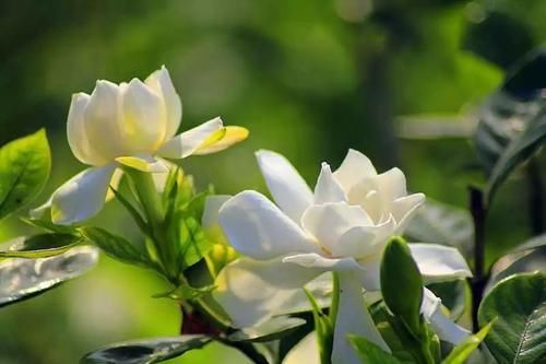  「栀子花」想让栀子花长得旺？做好两件事，顺利开出大白花，人人看了都羡慕