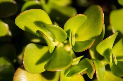  #室内#适合忙碌的人栽培的耐旱、耐阴植物，养室内没阳光的地方也没问题