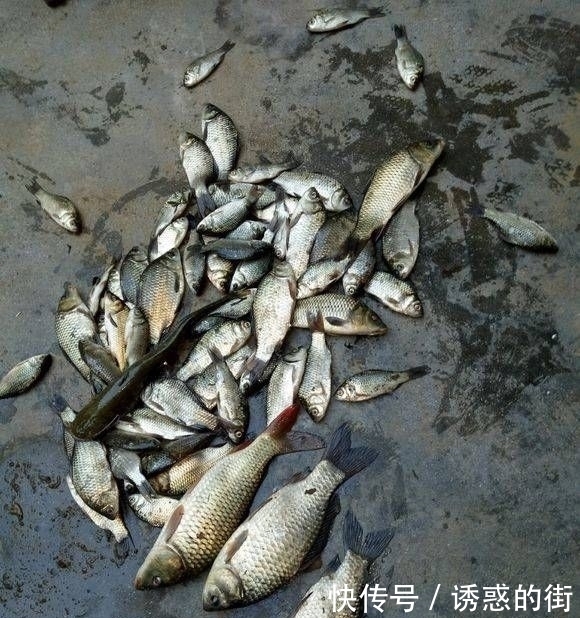  深山|深山钓鱼野物成精，碰到几米长掠食者，网友：还不快逃？