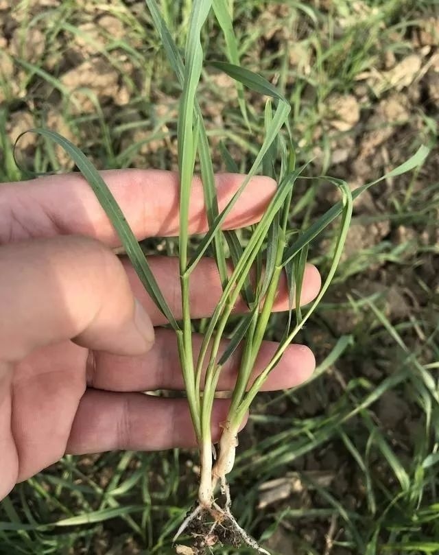  偏早|2020年立春偏早，小麦长势偏迟，早春该如何管理才能高产？