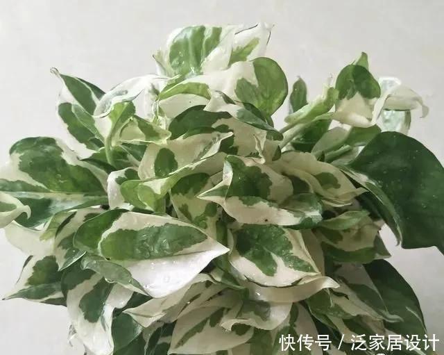 耐阴|5种植物耐阴又好养,生命力顽强,“养花杀手”也不用担心养死