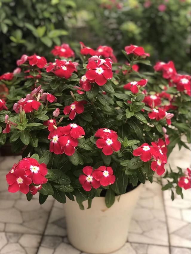  「很快」封闭阳台养这4种花，很快变成花海，现在养刚刚好