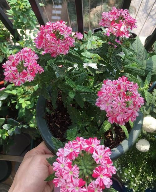 小花@居家养这几朵小花,花朵赏心悦目,花色鲜艳迷人,养在客厅美不胜