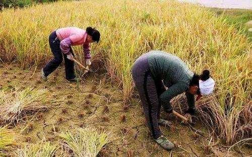 如果农村每月有5000元收入，农民工还会进城打工吗？