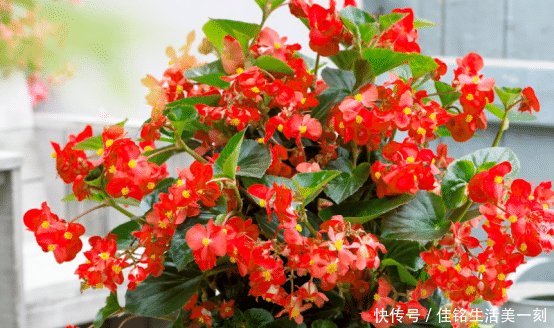 『适合』家里房子比较小,适合养什么花草这几种可以考虑一下
