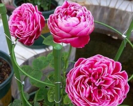  漂亮：李小姐在小院养“1种花”，花期长达300天，“奇特”漂亮人人夸
