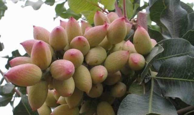  #我国#引进我国1300年，市场一斤50元供不应求，为啥农民没眼光