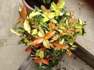  #绿萝#室内养盆花，比绿萝还好养，花叶具美“观彩霞”，黄叶也不怕