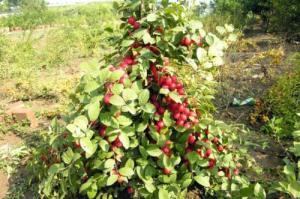  #钙果#农村这种野果，钙含量很高，被称为“补钙之星”，是高级