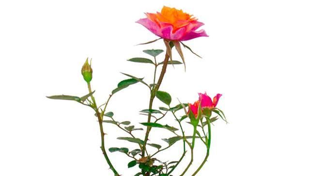  枝条■此法养花真好，不用花钱买，随便掐根枝条，10天就生根，特简单