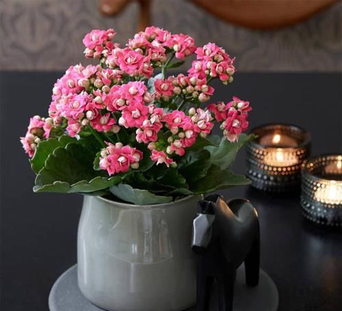  『长寿花』这花就是贱，越不管它越飞速窜芽，一精心照顾却立马嗝屁！