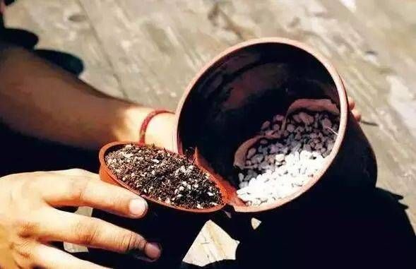  花盆■最佳翻盆时刻就剩最后几天了，错过翻盆你可能今年都见不到它开花